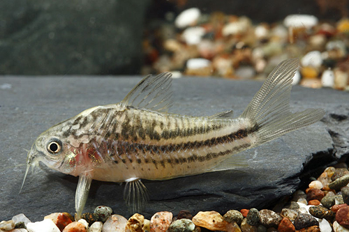 picture of San Juan Corydoras Med                                                                               Corydoras billineatus