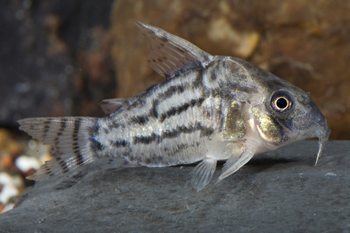 picture of Schwartzi Corydoras Reg                                                                              Corydoras schwartzi