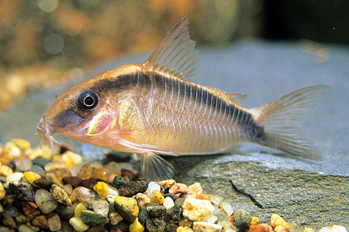 picture of Skunk Corydoras Sml                                                                                  Corydoras arcuatus