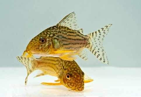 picture of Sterbai Corydoras Tank Raised Reg                                                                    Corydoras sterbai