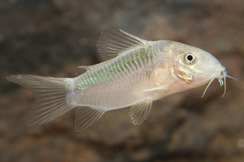 picture of Zygatus Corydoras Tank Raised Reg                                                                    Corydoras zygatus