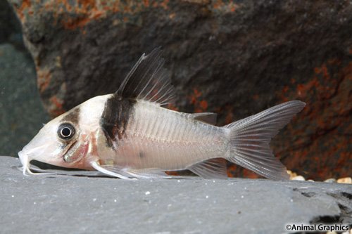 picture of Virginiae Corydoras Med                                                                              Corydoras virginiae