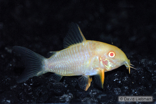 picture of Albino Sterbai Corydoras Tank Raised Reg                                                             Corydoras sterbai 'Albino'