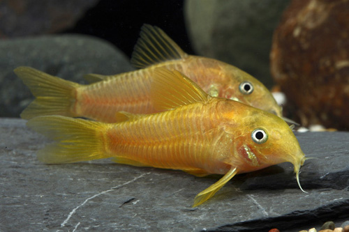 picture of Red Stripe Aeneus Cory Med                                                                           Corydoras aeneus var. red stripe