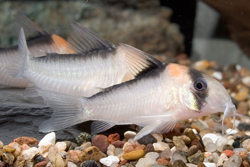 picture of Adolfoi Corydoras Tank Raised Reg                                                                    Corydoras adolfoi