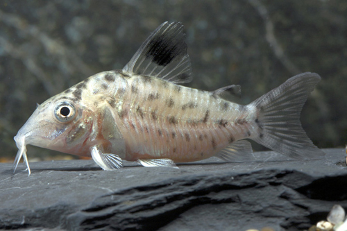 picture of Brevirostris Corydoras CW 27 Reg                                                                     Corydoras cf. brevirostris CW 27