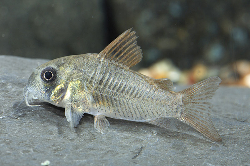 picture of Concolor Corydoras Reg                                                                               Corydoras concolor