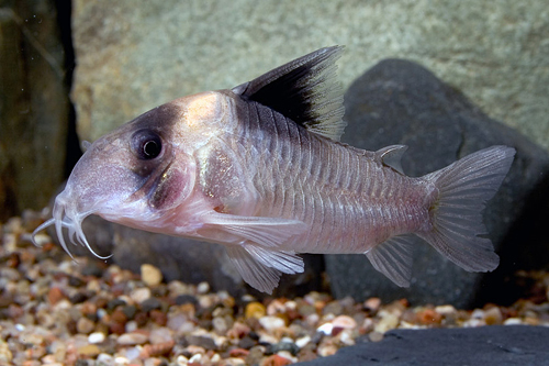 picture of Burgessi Corydoras Med                                                                               Corydoras burgessi