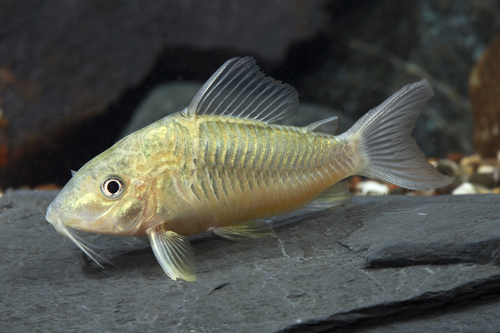 picture of Emerald Green Corydoras Tank Raised Reg                                                              Corydoras splendens