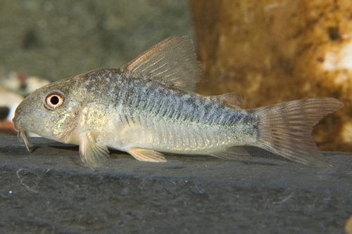 picture of Gossei Corydoras Tank Raised Med                                                                     Corydoras gossei