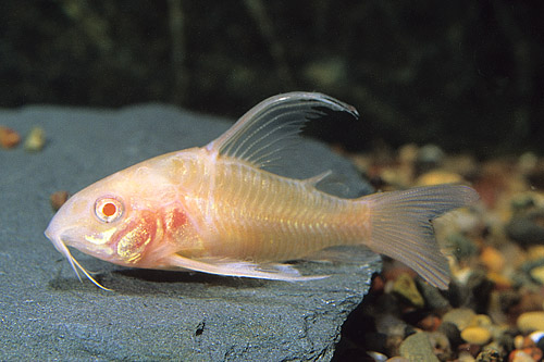 picture of Albino Longfin Corydoras Reg                                                                         Corydoras aeneus 'Albino Longfin'