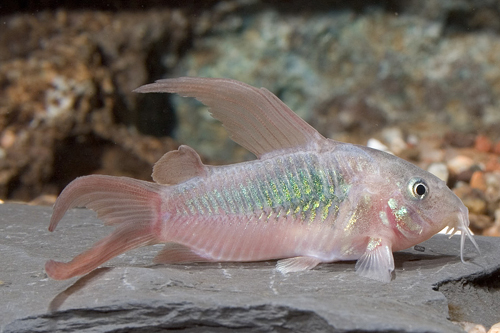 picture of Green Longfin Aeneus Corydoras Reg                                                                   Corydoras aeneus 'Longfin'