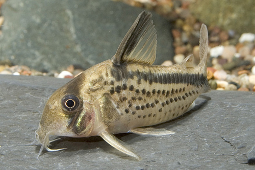 picture of Loxozonus Corydoras Med                                                                              Corydoras loxozonus