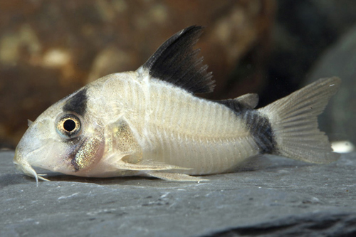 picture of Metae Corydoras Tank Raised Reg                                                                      Corydoras metae