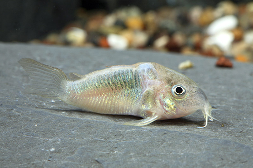 picture of Rabauti Corydoras Tank Raised Reg                                                                    Corydoras rabauti