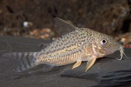 picture of Schultzei Corydoras Reg                                                                              Corydoras schultzei