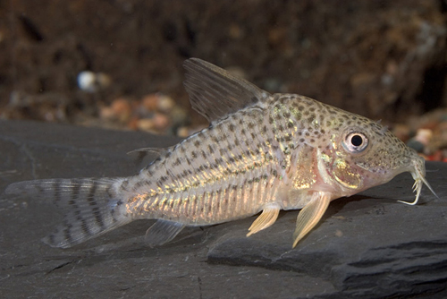 picture of Schultzei Corydoras Med                                                                              Corydoras schultzei