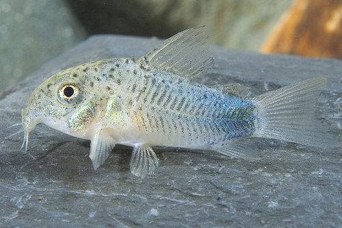 picture of Similis Corydoras Tank Raised Sml                                                                    Corydoras similis