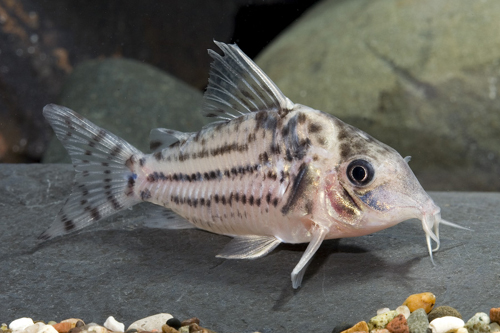 picture of Trilineatus Corydoras Tank Raised Lrg                                                                Corydoras trilineatus