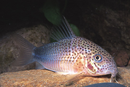 picture of Violet Corydoras Lrg                                                                                 Corydoras similis