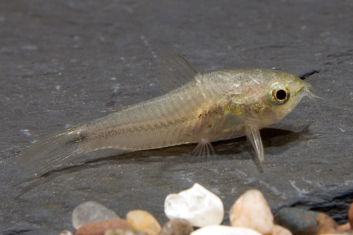 picture of Pygmy Corydoras Tank Raised Reg                                                                      Corydoras pygmaeus