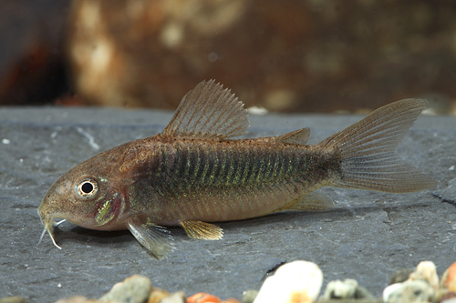 picture of Black Aeneus Corydoras Sml                                                                           Corydoras aeneus var. venezuelanus black