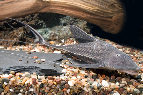 picture of Antenae Loricaria Catfish Lrg                                                                        Pterosturisoma microps