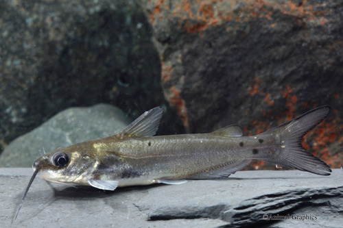 picture of Blue Channel Catfish Reg                                                                             Ictalurus punctatus