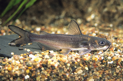 picture of Blue Channel Catfish Med                                                                             Ictalurus punctatus