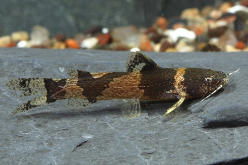 picture of Bumblebee Catfish Reg                                                                                Microglanis iheringi