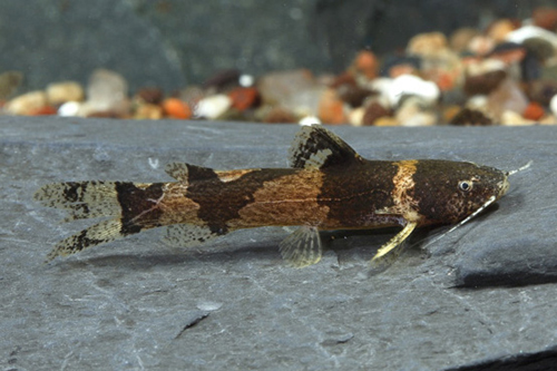 picture of Bumblebee Catfish Med                                                                                Microglanis iheringi