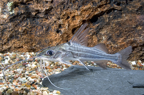 picture of Four Line Pictus Catfish Lrg                                                                         Pimelodus blochii