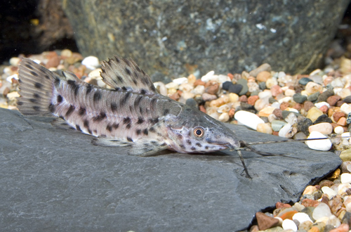 picture of Hoplo Catfish Lrg                                                                                    Hoplosternum thoracatum