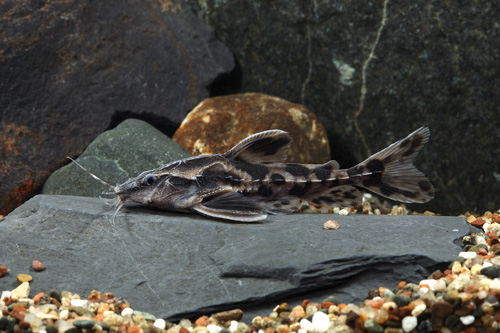 picture of Giant Irwin's Raphael Catfish Med                                                                    Megalodoras irwini