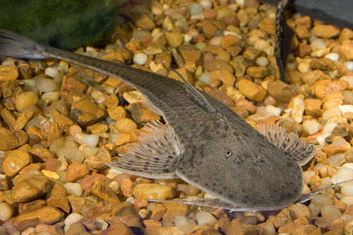 picture of Loricaria Circular Catfish Lrg                                                                       Pseudohemiodon lamina