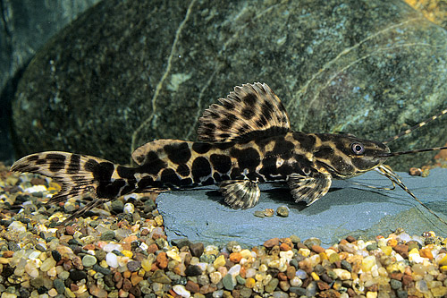 picture of Marble Achara Catfish Reg                                                                            Leiarius marmoratus