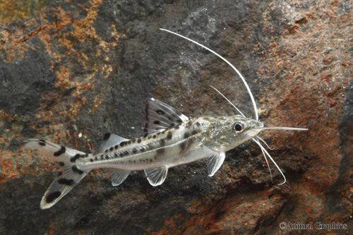 picture of Polka Dot Pictus Catfish Sml                                                                         Pimelodus pictus