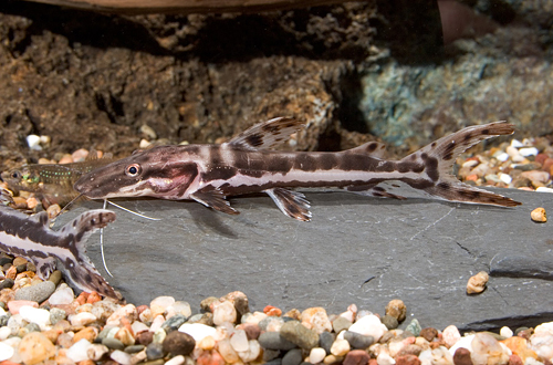 picture of Tiger Shovelnose Catfish Sml                                                                         Pseudoplatystoma fasciatum