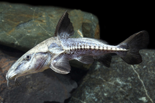 picture of Ripsaw Catfish Shw                                                                                   Oxydoras niger