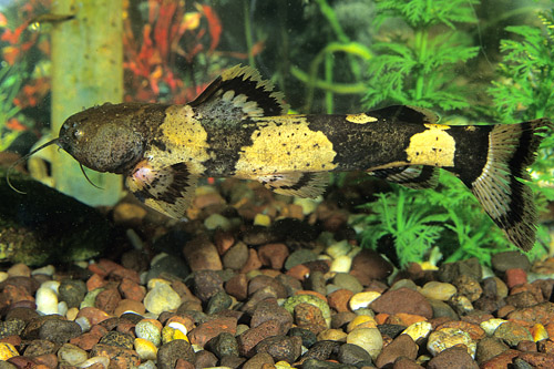 picture of Giant Bumblebee Catfish Reg                                                                          Pseudopimelodus bufonius