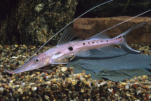 picture of Zorro Sturio Catfish Reg                                                                             Platystomatichthys sturio