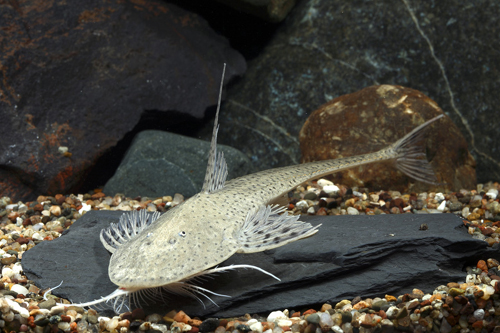 picture of Bristlenose Loricaria Catfish Reg                                                                    Pseudohemiodon laticeps