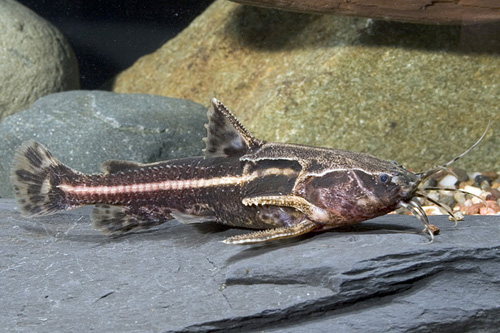 picture of Chocolate Rapheal Catfish Reg                                                                        Acanthodoras cataphractus