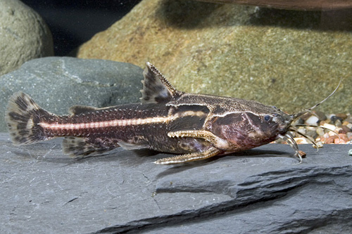 picture of Chocolate Rapheal Catfish Med                                                                        Acanthodoras cataphractus