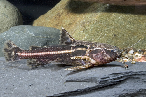 picture of Chocolate Rapheal Catfish Lrg                                                                        Acanthodoras cataphractus