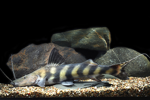 picture of Flash Zebra Catfish Lrg                                                                              Brachyplatystoma juruense