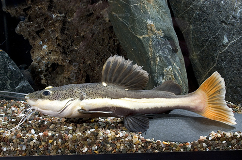 picture of Redtail Catfish Tank Raised Med                                                                      Phractocephalus hemiliopterus