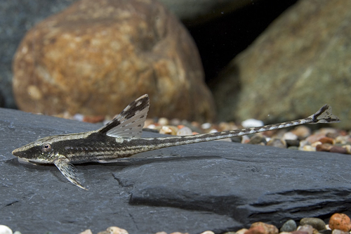 picture of Royal Panamense Farlowella Catfish Reg                                                               Sturisoma panamense