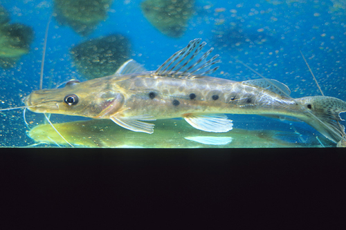 picture of Spotted Shovelnose Catfish Sml                                                                       Hemisorubim platyrhynchus