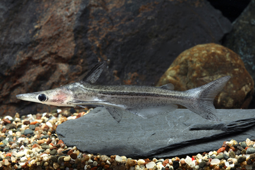 picture of Striped Duckbill Catfish Lrg                                                                         Ageneiosus vittatus